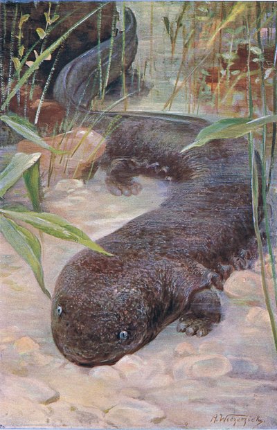 Riesensalamander, aus Die Tierwelt der Welt, veröffentlicht von Frederick Warne & Co, ca. 1900 von Wilhelm Kuhnert