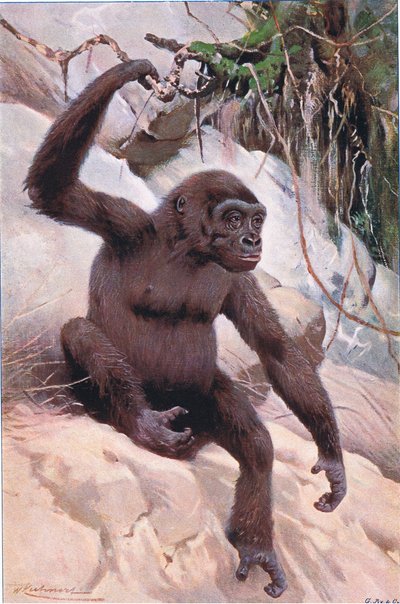 Gorilla, Illustration aus Wildlife of the World, ca. 1910 von Wilhelm Kuhnert