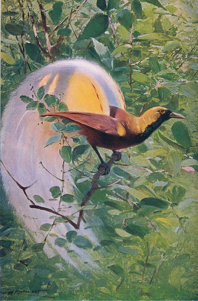 Großer Paradiesvogel, Illustration aus Wildlife of the World, ca. 1910 von Wilhelm Kuhnert