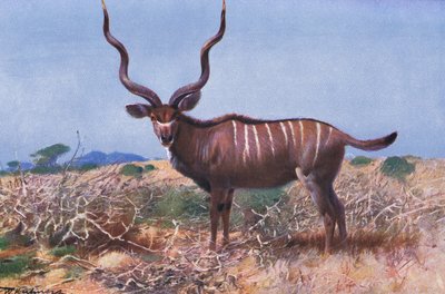 Kudu, Illustration aus Wildlife of the World, ca. 1910 von Wilhelm Kuhnert