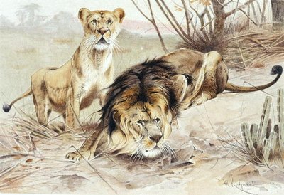 Löwe, Tafel aus "Brehms Tierleben: Allgemeine Kunde des Tierreichs", Bd.1, S.453, veröffentlicht vom Bibliographischen Institut von Wilhelm Kuhnert