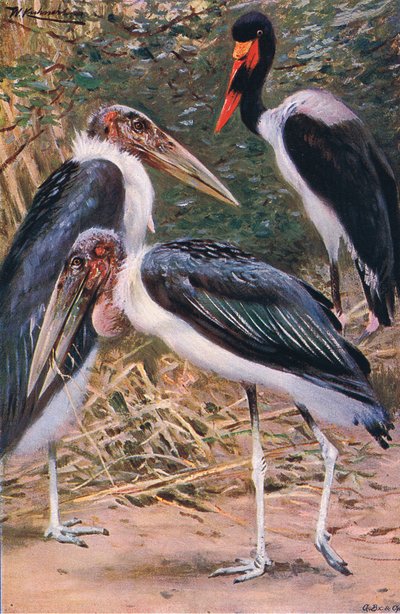 Marabu und Jabiru, Illustration aus Wildlife of the World, ca. 1910 von Wilhelm Kuhnert