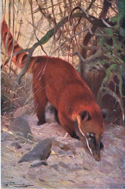 Roter Nasenbär, aus Die Tierwelt der Welt, veröffentlicht von Frederick Warne & Co, ca. 1900 von Wilhelm Kuhnert