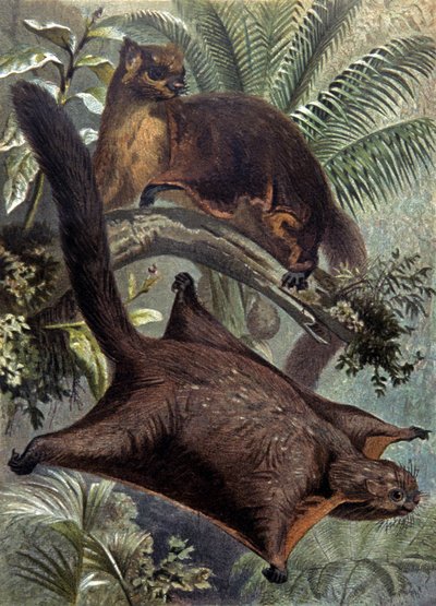 Taguans, Flughörnchen von Wilhelm Kuhnert