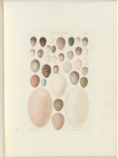 Vogeleier von Victoria. Das unveröffentlichte Foliobuch Australia Terra Cognita von William Blandowski. 1855-56 von William Blandowski