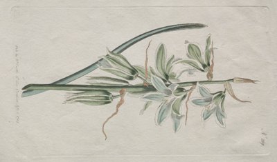 The Botanical Magazine or Flower Garden Displayed: Stern von Bethlehem von William Curtis