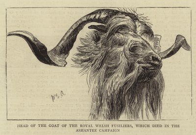 Kopf der Ziege der Royal Welsh Fusiliers, die im Ashantee-Feldzug starb von William Edward Atkins