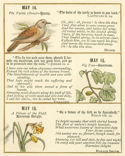Seite aus dem Bibel-Emblem-Jubiläumsbuch von William Foster