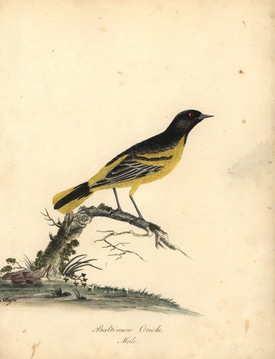 Baltimoretrupial, Icterus galbula. (Baltimoretrupial, Oriolus baltimore) Handkolorierter Kupferstich einer Illustration von Matilda Hayes aus William Hayes
