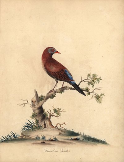 Blaukopfwachtel-Taube, Starnoenas cyanocephala. Gefährdet. (Blaukopf-Turteltaube oder -Taube, Columba cyanocephala) Handkolorierter Kupferstich einer Illustration von William Hayes aus Portraits of Rare and Curious Birds from the Menagery of Osterly Park von William Hayes