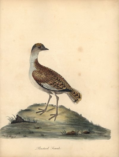 Großtrappe, Otis tarda, Weibchen. Handkolorierter Kupferstich von William und Emily Hayes aus William Hayes