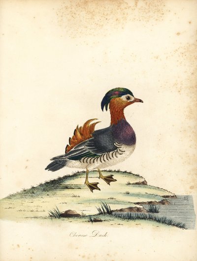 Rotbauch-Samenfink, Oryzoborus angolensis. (Angola-Grosbeak, Loxia angolensis) Handkolorierter Kupferstich einer Illustration von William Hayes aus Portraits of Rare and Curious Birds from the Menagery of Osterly Park, London: Bulmer von William Hayes