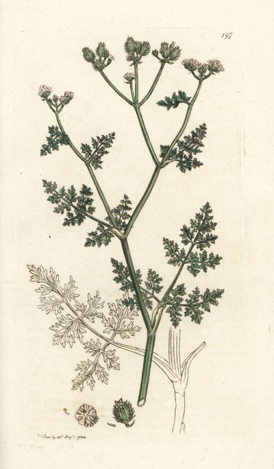 Weiße Spitzenblume, Orlaya grandiflora von William Hayes