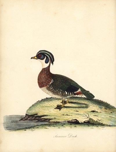 Brautente, Aix sponsa. Handkolorierte Kupferstichgravur einer Illustration von William Hayes aus Portraits of Rare and Curious Birds from the Menagery of Osterly Park von William Hayes