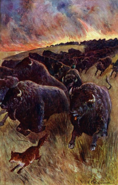 "Ich erblickte eine Herde Büffel, die vor den Flammen floh" (Farblithographie) von William Henry Charles Groome