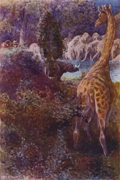 Illustration für The Gorilla Hunters von R M Ballantyne von William Henry Charles Groome
