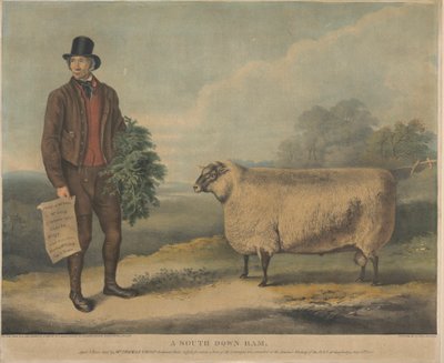 Ein South Down Widder; 3 Jahre alt, gezüchtet von Mr. Thomas Crisp, Gedgrave Hall, Suffolk, für den ein Preis von 30 Sovereigns auf dem Jahrestreffen der R.A.S. in Cambridge am 15. Juli 1840 verliehen wurde von William Henry Davis