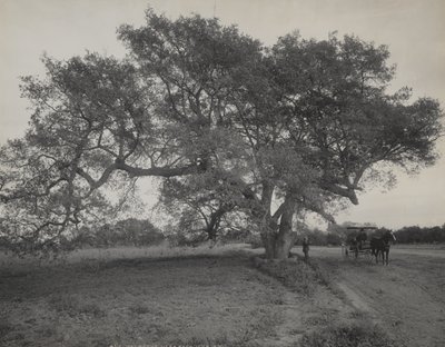 Eichenhain in der Nähe von Pasadena, Kalifornien von William Henry Jackson