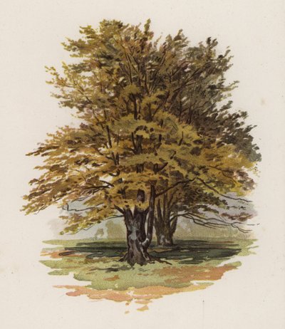 Bäume: Die Buche von William Henry James (after) Boot