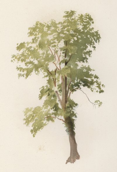 Bäume: Die Ulme (Farblithografie) von William Henry James (after) Boot