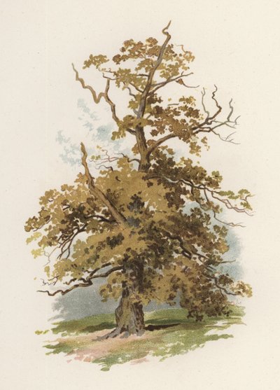 Bäume: Die Eiche (Farblitho) von William Henry James (after) Boot