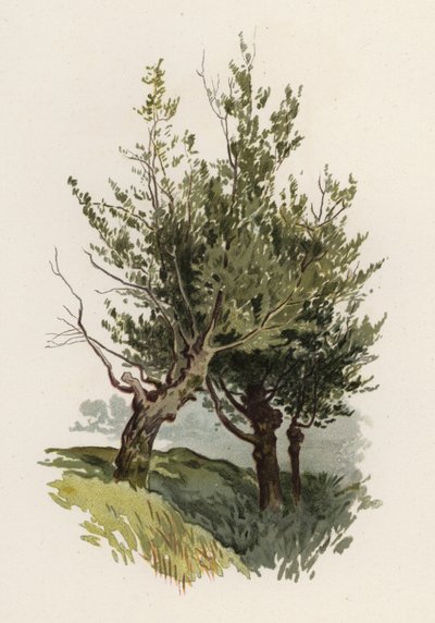 Bäume: Die Weide (Farblitho) von William Henry James (after) Boot
