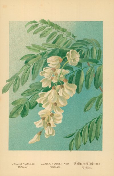 Akazie, Blume und Laub von William Henry James Boot
