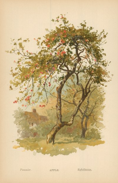 Apfel von William Henry James Boot