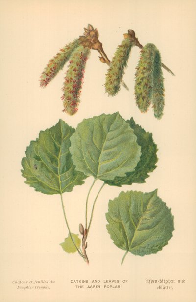 Kätzchen und Blätter der Espe von William Henry James Boot