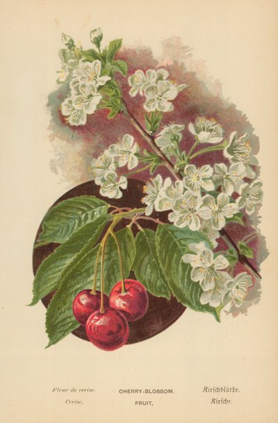 Kirschblüte. Frucht von William Henry James Boot