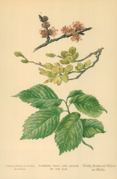 Blumen, Früchte und Blätter der Ulme von William Henry James Boot