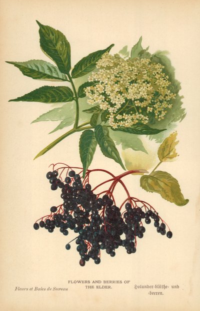Blumen und Beeren des Holunders von William Henry James Boot