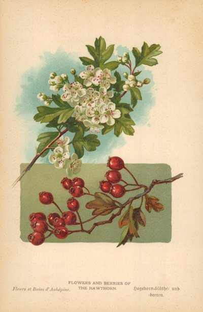 Blumen und Beeren des Weißdorns von William Henry James Boot