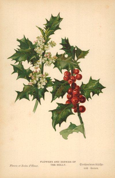 Blumen und Beeren der Stechpalme von William Henry James Boot