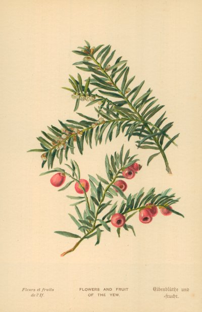 Blumen und Früchte der Eibe von William Henry James Boot