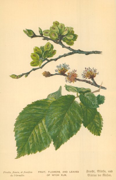 Früchte, Blumen und Blätter der Bergulme von William Henry James Boot
