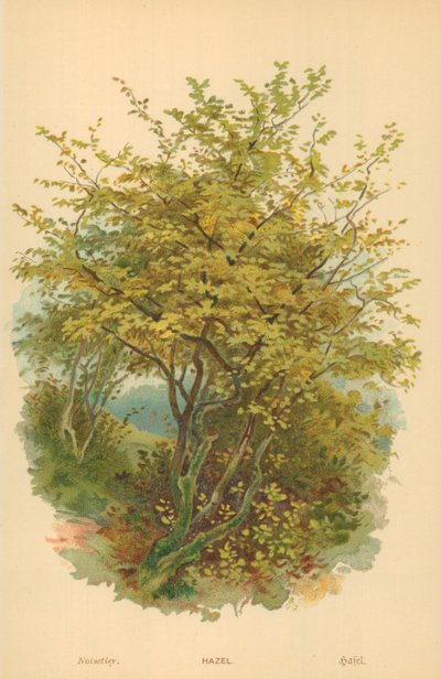 Hasel von William Henry James Boot