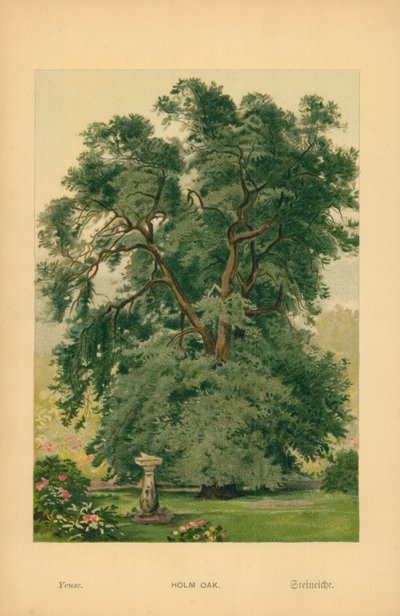 Steineiche von William Henry James Boot