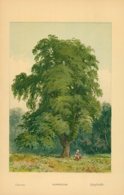 Hainbuche von William Henry James Boot