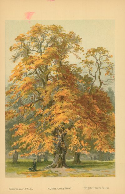 Rosskastanie von William Henry James Boot
