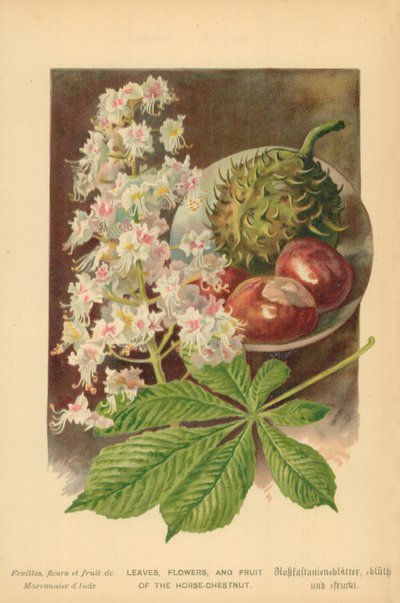 Blätter, Blumen und Früchte der Rosskastanie von William Henry James Boot