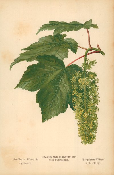 Blätter und Blumen des Ahorns von William Henry James Boot