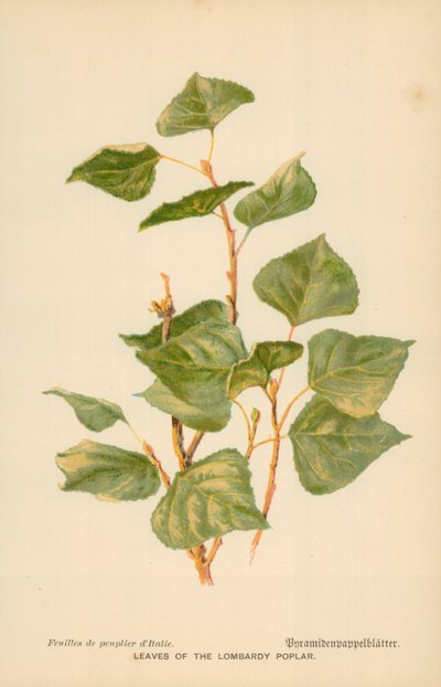 Blätter der Lombardei-Pappel von William Henry James Boot