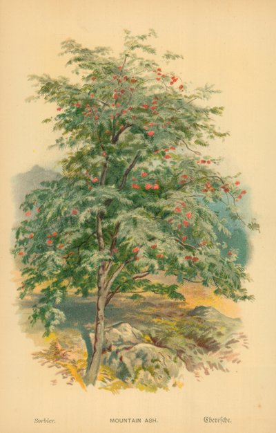 Eberesche von William Henry James Boot