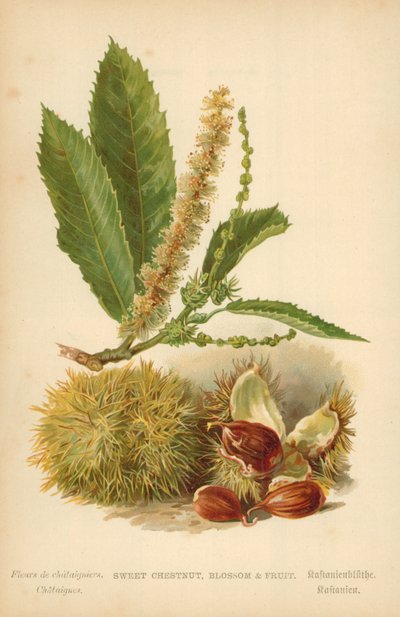 Edelkastanie, Blüte und Frucht von William Henry James Boot
