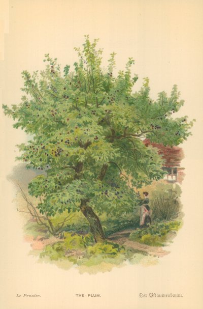 Die Pflaume von William Henry James Boot