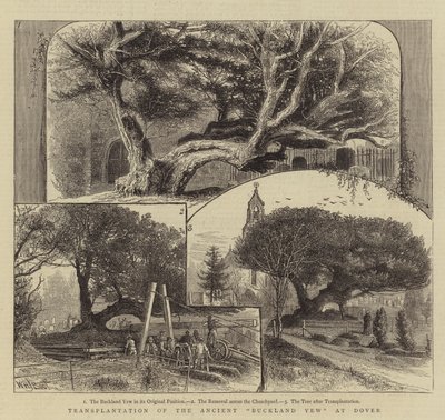 Transplantation der alten Buckland-Eibe in Dover von William Henry James Boot
