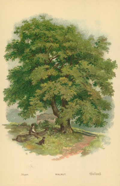 Walnuss von William Henry James Boot