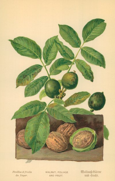 Walnuss, Laub und Frucht von William Henry James Boot