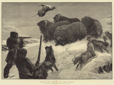 Schießen auf Moschusochsen in den arktischen Regionen von William Heysham Overend